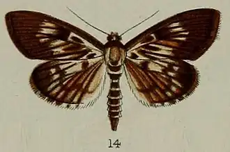 Syllepte picalis