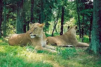 Leeuwen in Givskud Zoo