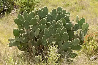 Opuntia aciculata
