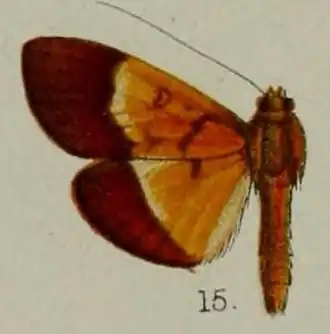Botyodes fulviterminalis