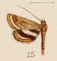 Agassiziella