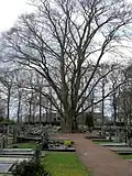 Beuk van meer dan 150 jaar op kerkhof Lutten