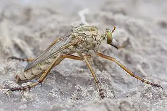 Diogmites angustipennis