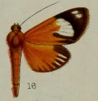 Phostria lithosialis
