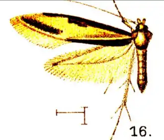 Isocorypha