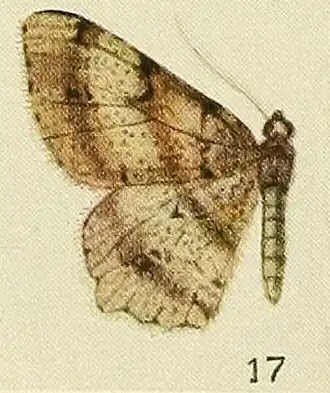 Chiasmia umbratilis