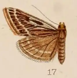 Loxostege leuconeuralis