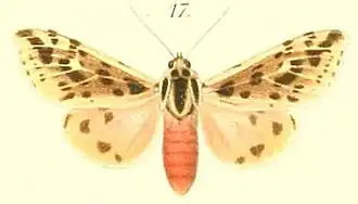 Spilosoma turbida