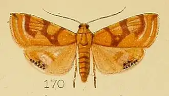 Glyphodes quadristigmalis