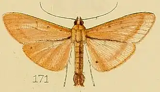 Palpita pudicalis