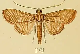 Glyphodes multilinealis