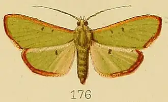 Parotis brunneomarginalis