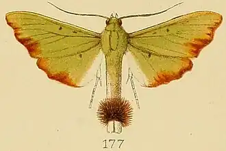 Parotis laceritalis