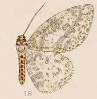 Abraxas poliostrota
