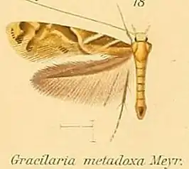 Caloptilia metadoxa