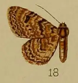 Chloroclystis polygraphata