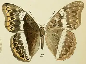 Cymothoe herminia