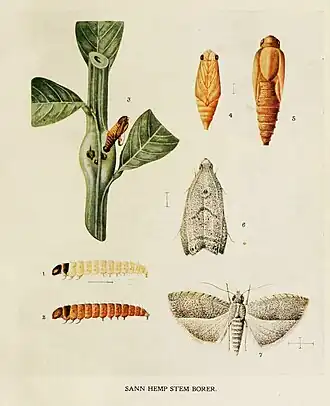 Fulcrifera tricentra