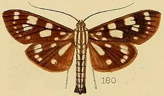 Pygospila imperialis