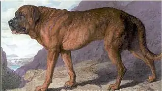 Alpine mastiff, 1815