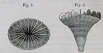 Javania lamprotichum