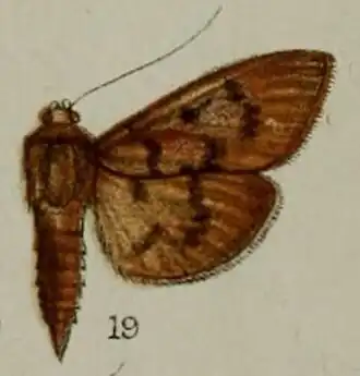 Phryganodes lanialis