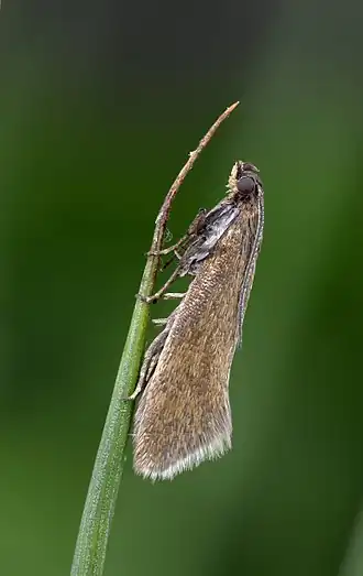 Glyphipterix fuscoviridella