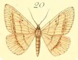 Isturgia catalaunaria