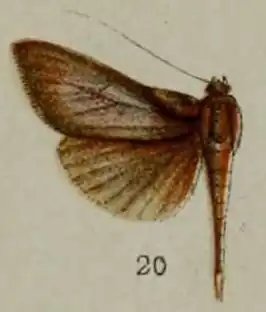 Herpetogramma omphalobasis