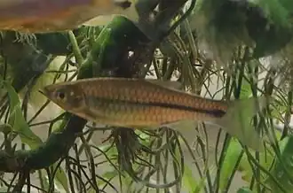 Rasbora paviana