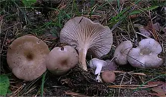 Clitocybe phaeophthalma