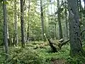 Oerbos van Białowieża.