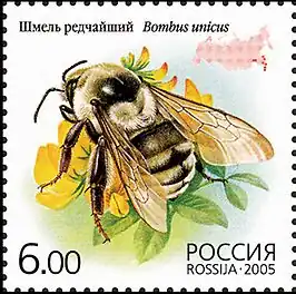 Bombus unicus