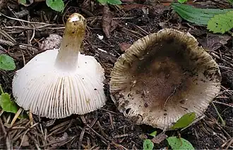 Verkleurende kamrussula