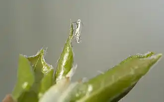 Phyllocnistis populiella