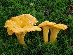 Cantharellus cibarius een schimmel (hanenkam of cantharel)