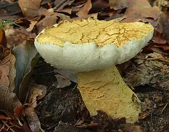 Gyroporus