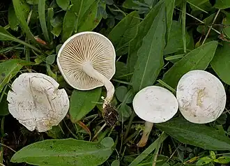 Clitocybe rivulosa