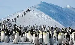 Snow Hilleiland voor de kust van het Antarctisch Schiereiland