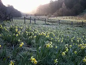 narcissen in het Holzwarchetal