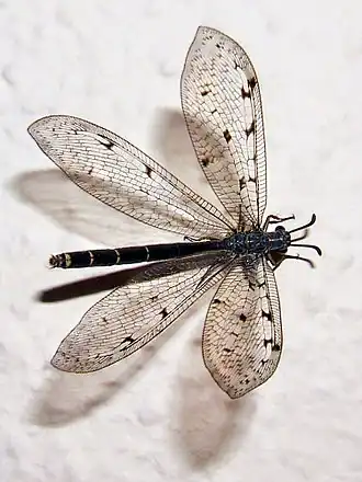 Een mierenleeuw, hier de gevlekte mierenleeuw.