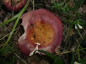 Roze geelplaatrussula
