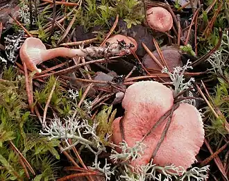 Geurende schijncantharel