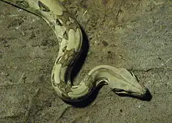 Boa constrictor