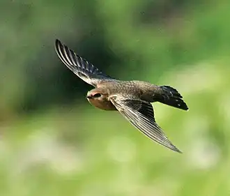 Kaapse rotszwaluw (Ptyonoprogne fuligula)