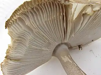 Gezoneerde slanke amaniet