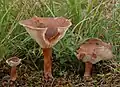 Clitocybe glareosa