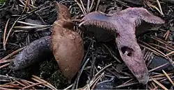 Sarcodon fuligineoviolaceus