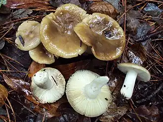 Scherpe kamrussula