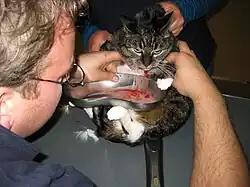 Poes die door een dierenarts van een ontsteking wordt verlost